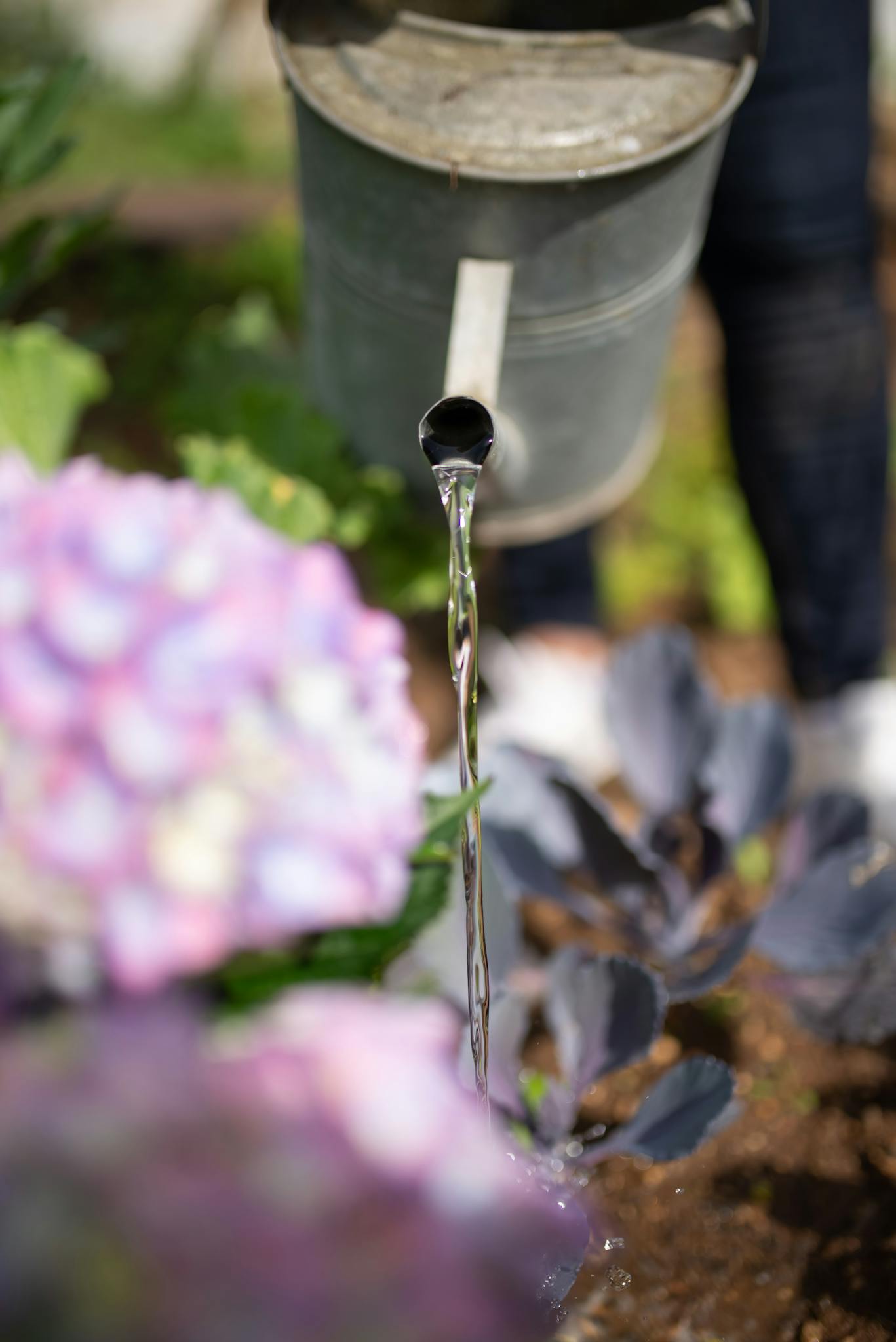 Close-up of watering can nurturing vibrant flowers in a garden, highlighting nature's beauty.
